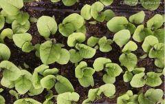 多年生会退化？分情况！