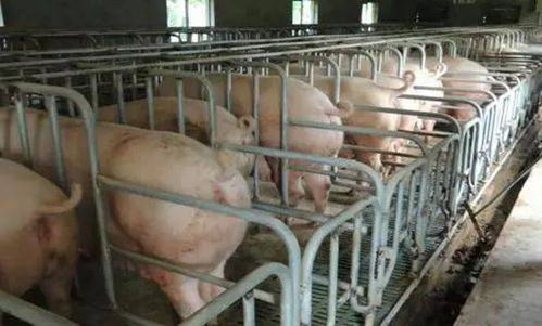 中小型养猪场应重视母猪便秘预防，保障养殖效益