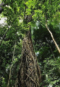 耐旱耐水，适应性强的园林新品种