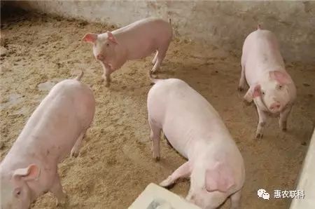 肉猪出栏时机：体重达150