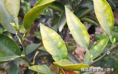 揭秘！茄子苗叶子黄化枯萎，这些原因你了解吗？