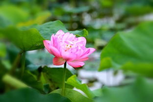 “花界瑰宝，产地独秀，哪朵花最出名？”