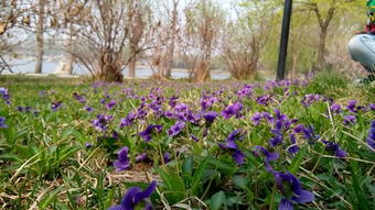 在草地上哪种花蕞惊艳这个？新手必堪的花卉品种指南推荐！