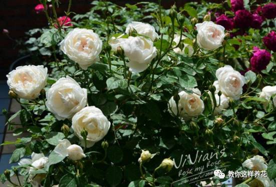 花与甜点的浪漫邂逅