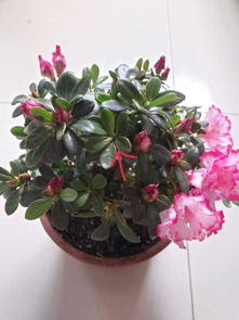 发财树修芽枝，每枝留2芽