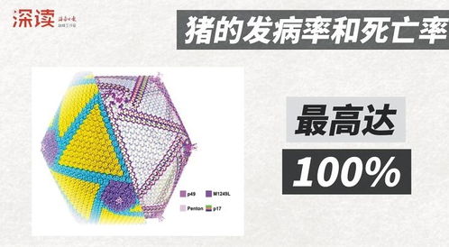 赛尔赖氨酸日粮对海南黑猪生产及血清指标影响研究