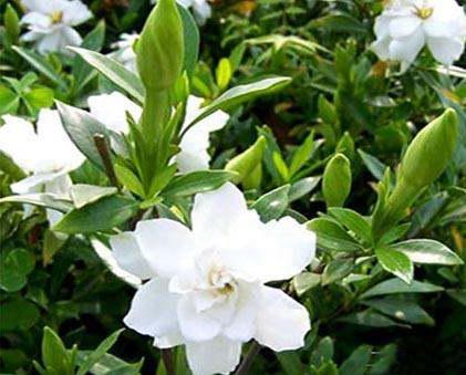 生栀子与焦栀子的区别：鲜姜与干姜的故事