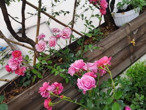 开花， 就像阳光一样灿烂