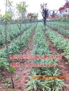 雪松小苗死苗后如何有效治疗并加强其栽培与管理？