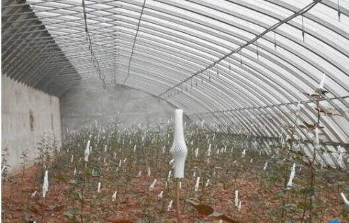 根接时间， 春季Zui宜