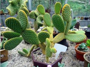 金钱树：像仙人掌一样顽强