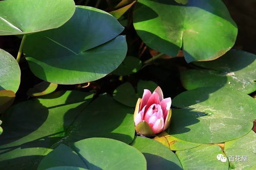 睡莲的美丽与养护小技巧