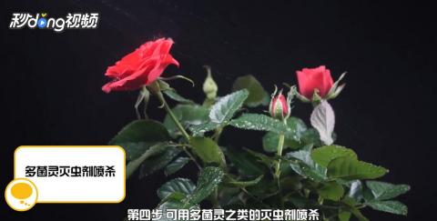 月季长虫，该怎么办呢？