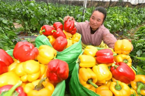 山东秋芸豆种植最佳月份，打造爆款露天花卉！