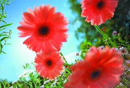 自然界的无声诗篇：鲜花与花语