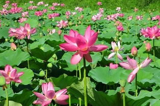 夏日莲叶的碧色之谜