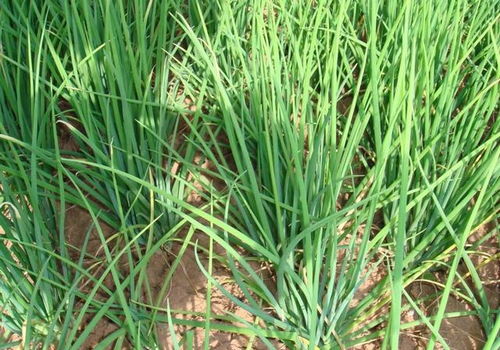 19香水稻：一种优质、高产、抗逆性强的水稻品种