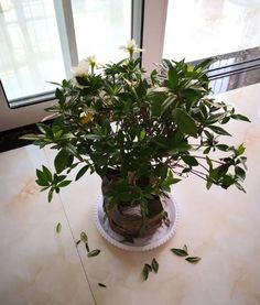 栀子花枝插活技巧，教你一招