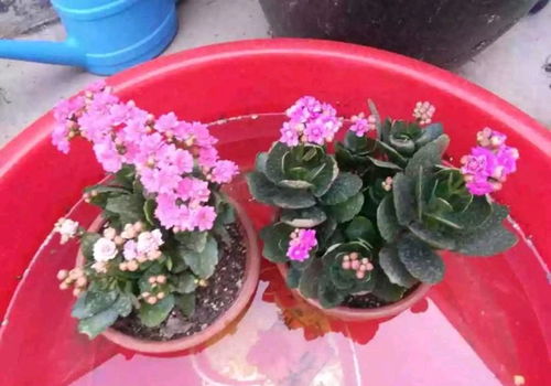 冬天给花浇水需要注意什么有什么特别的方法吗