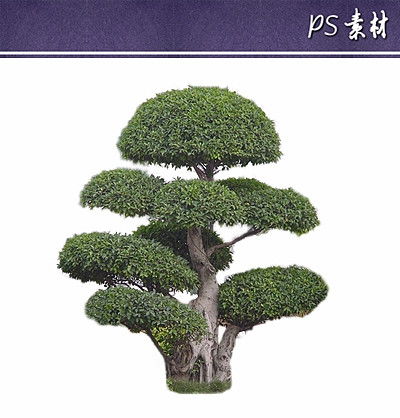 如何根据粗树的特点进行造型设计，使其形成独特效果那个？