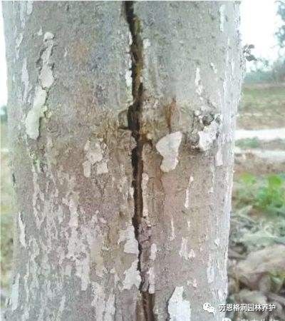 1、 品种规划不合理