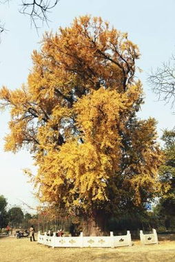 银杏：千年古树，花中珍品！