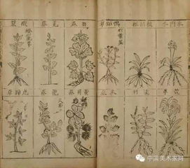 《本草纲目》中的植物世界