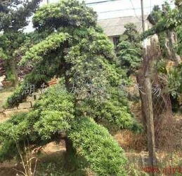 罗汉松掉叶：原因多，应对有方