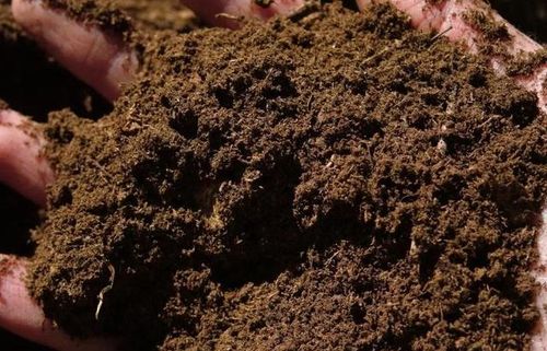 哪些植物不适合用椰糠种植？如何配土才能最好地养护这些植物