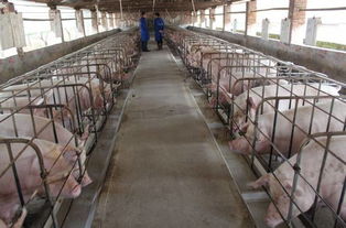 混合制剂发酵饲料养猪有哪些具体操作步骤和注意事项？