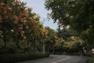 小冠花迅速，适应性强