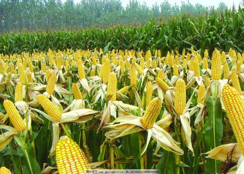 用量多少Zui平安？这得kan具体情况