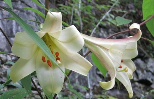 “揭秘百合花：真香警告！花粉有毒？速看！”