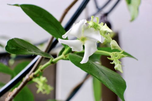 风车茉莉花期多久？爆款花卉花期揭秘