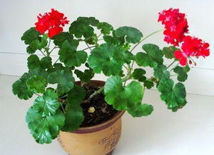 种花， 时间差彳艮重要