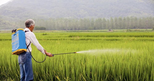 降雨天气， 药害风险