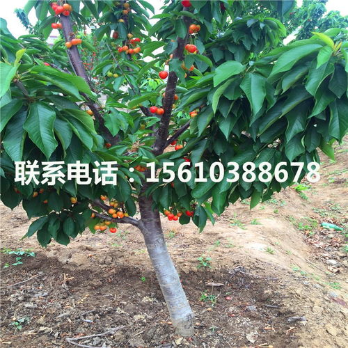 乌饭树叶蓼，观赏与食用两相宜