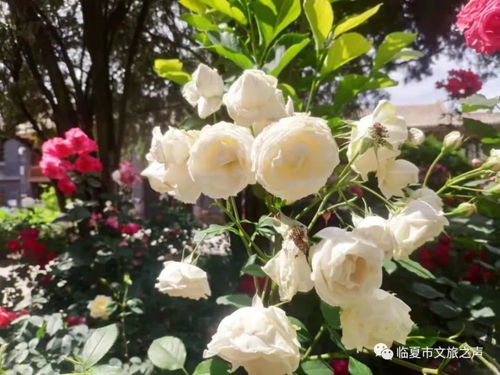 月季花开，美不胜收