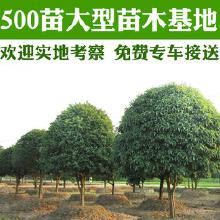 二、南宁苗木网上的桂花树苗，有没有优惠活动？