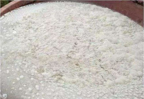 青贮饲料总发霉怎么办？老农私藏的发酵剂秘诀是什么？
