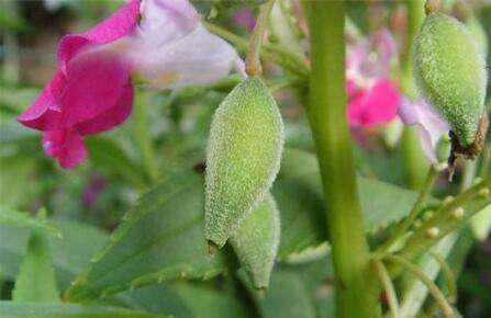 果实裂开， 种子飞舞