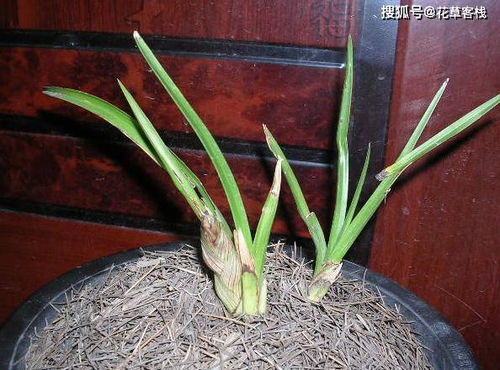 兰花图片如何鉴别名贵？品种、花色、叶形是关键