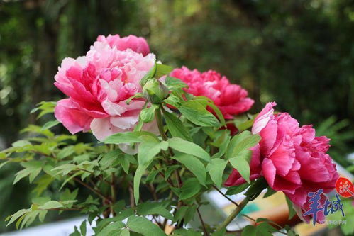 牡丹花开的养护秘籍