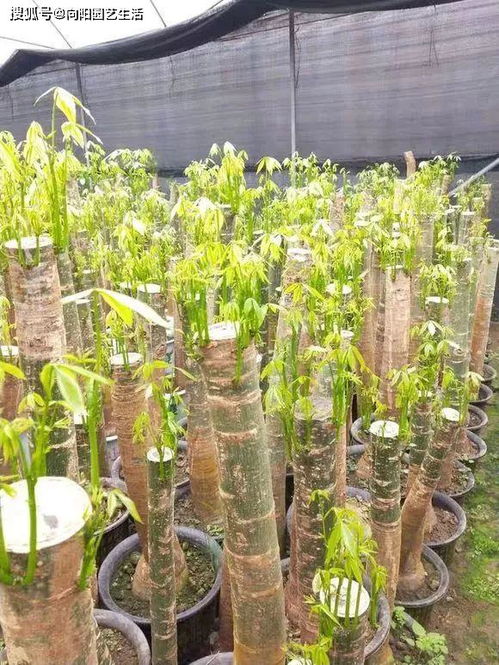 去年我的实验记录显示：同期修剪的6盆植株， 补光灯照射组比自然光组早发芽5天