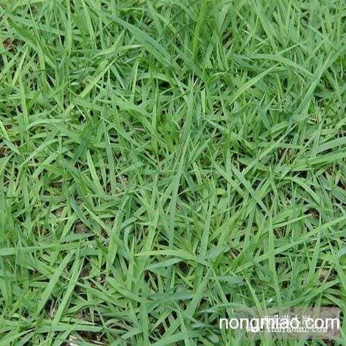 中华结缕草好养活吗？新手种植技巧有哪些
