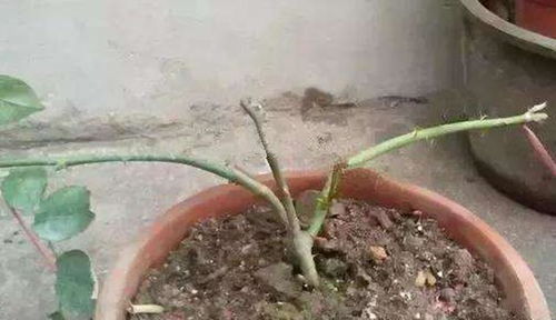 图片分析：根系问题不容忽视