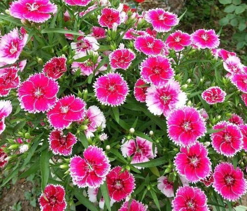 草本花卉：茎未被木质化的花卉