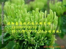 12. 罗汉松：耐阴的阳光追求者