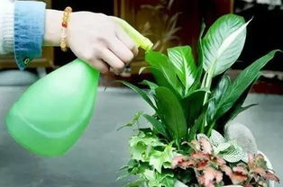 喷洒法：花儿“洗澡”时光