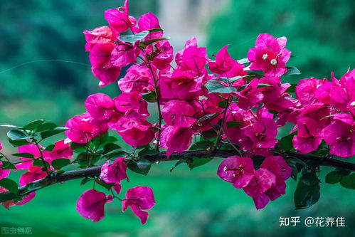 植株生病了：怎么办？